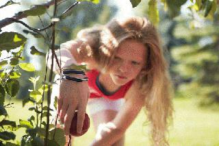 urban orchard girl picking fruit in de pere